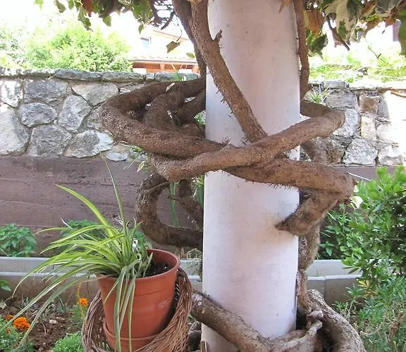 아파트 Alice 풀라